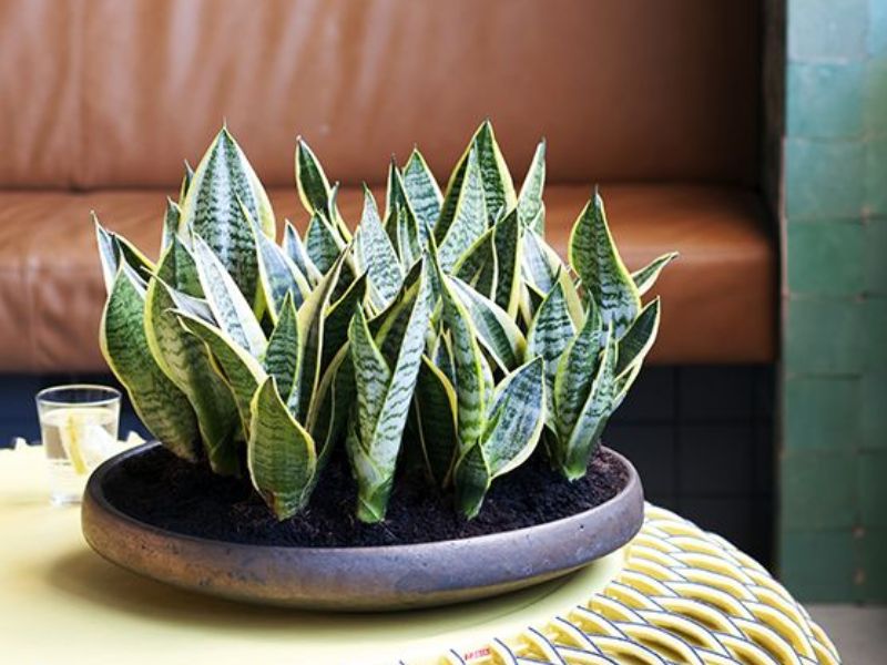 Cây Lưỡi Hổ (Sansevieria)