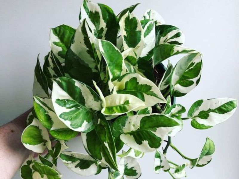 Cây Trầu Bà (Pothos)