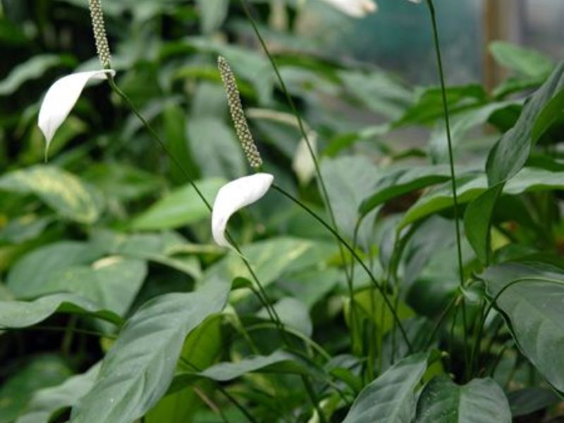 Cây Lan Ý (Spathiphyllum)