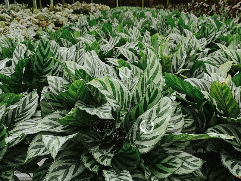 Cây Đuôi Công (Calathea)